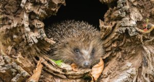 50 animali che vanno in letargo