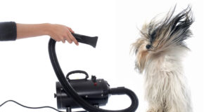 Scegliere l’asciugacapelli per il tuo cane