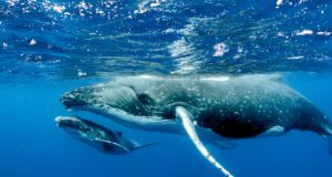 Cosa mangia la balena?