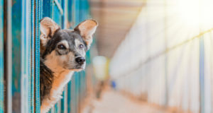 Costruire un grande recinto per i cani