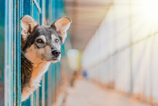 Costruire un grande recinto per i cani