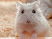 Cosa mangiano i criceti?