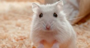 Cosa mangiano i criceti?