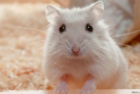 Cosa mangiano i criceti?