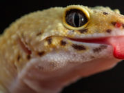 Cosa mangiano i gechi?