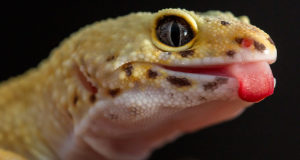 Cosa mangiano i gechi?