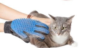 Come scegliere il guanto per pulire il gatto
