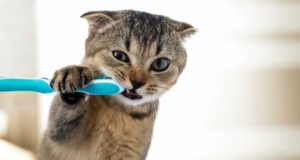 Come lavare i denti al gatto?