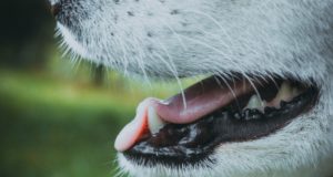 Come lavare i denti al cane?