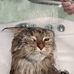 Lavare il gatto 2