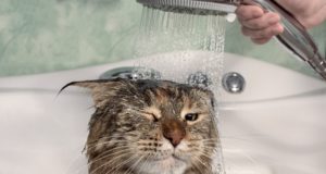 Quale asciugatore scegliere per asciugare il gatto dopo il bagno?