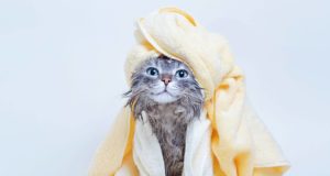 Ogni quanto tempo va fatto il bagno al gatto?