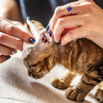 Lavare il gatto 4