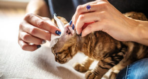 Come lavare le orecchie al gatto?