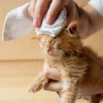 Lavare il gatto 5