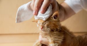 Come pulire il gatto senza fargli il bagno