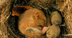 Perché gli animali vanno in letargo?