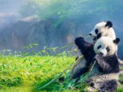 Cosa mangia il panda?