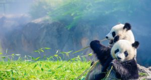 Cosa mangia il panda?