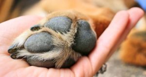 Come disinfettare le zampe al cane?