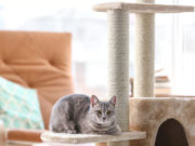 Come scegliere il miglior tiragraffi per il tuo gatto?