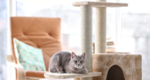 Come scegliere il miglior tiragraffi per il tuo gatto?