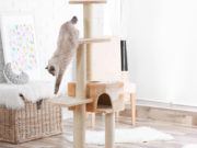 I tiragraffi ad albero