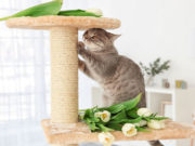 Dove è meglio mettere il tiragraffi?