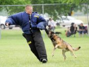 Come scegliere una tuta per addestramento cani