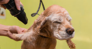 Come asciugare il cane dopo il bagno