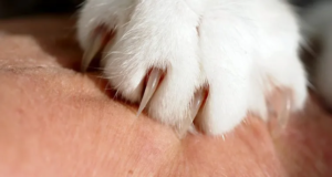 Come scegliere le forbici per tagliare le unghie al gatto?