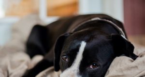 Le allergie più frequenti di cui i cani possono soffrire