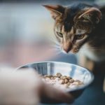Alimentazione gatto 1