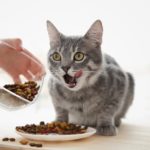 Alimentazione gatto 10