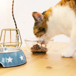 Alimentazione gatto 11
