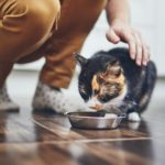 Domestic life with cat