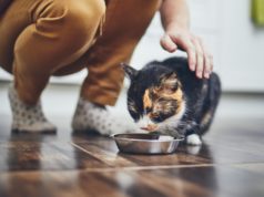 Alimentazione del gatto