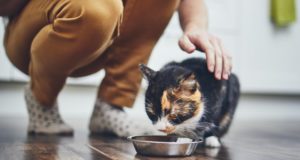 Alimentazione del gatto