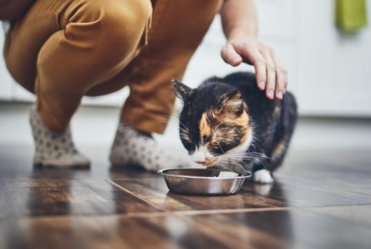 Alimentazione del gatto