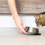 Alimentazione gatto 2
