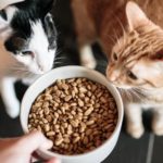 Alimentazione gatto 3