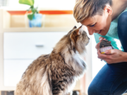 Le migliori mangiatoie automatiche per gatti