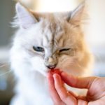 Alimentazione gatto 6