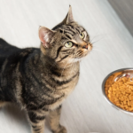 Alimentazione gatto 7