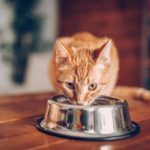 Alimentazione gatto 9