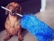 I cani possono soffrire di allergia alla polvere?