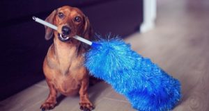 I cani possono soffrire di allergia alla polvere?