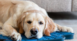 I benefici del tappetino riscaldante per cani.