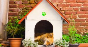 Come si lava la cuccia del cane?