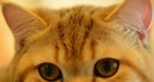 Allergia al pelo del gatto